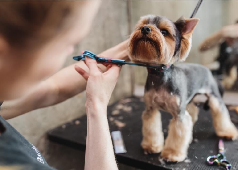Health benefits of grooming your dog